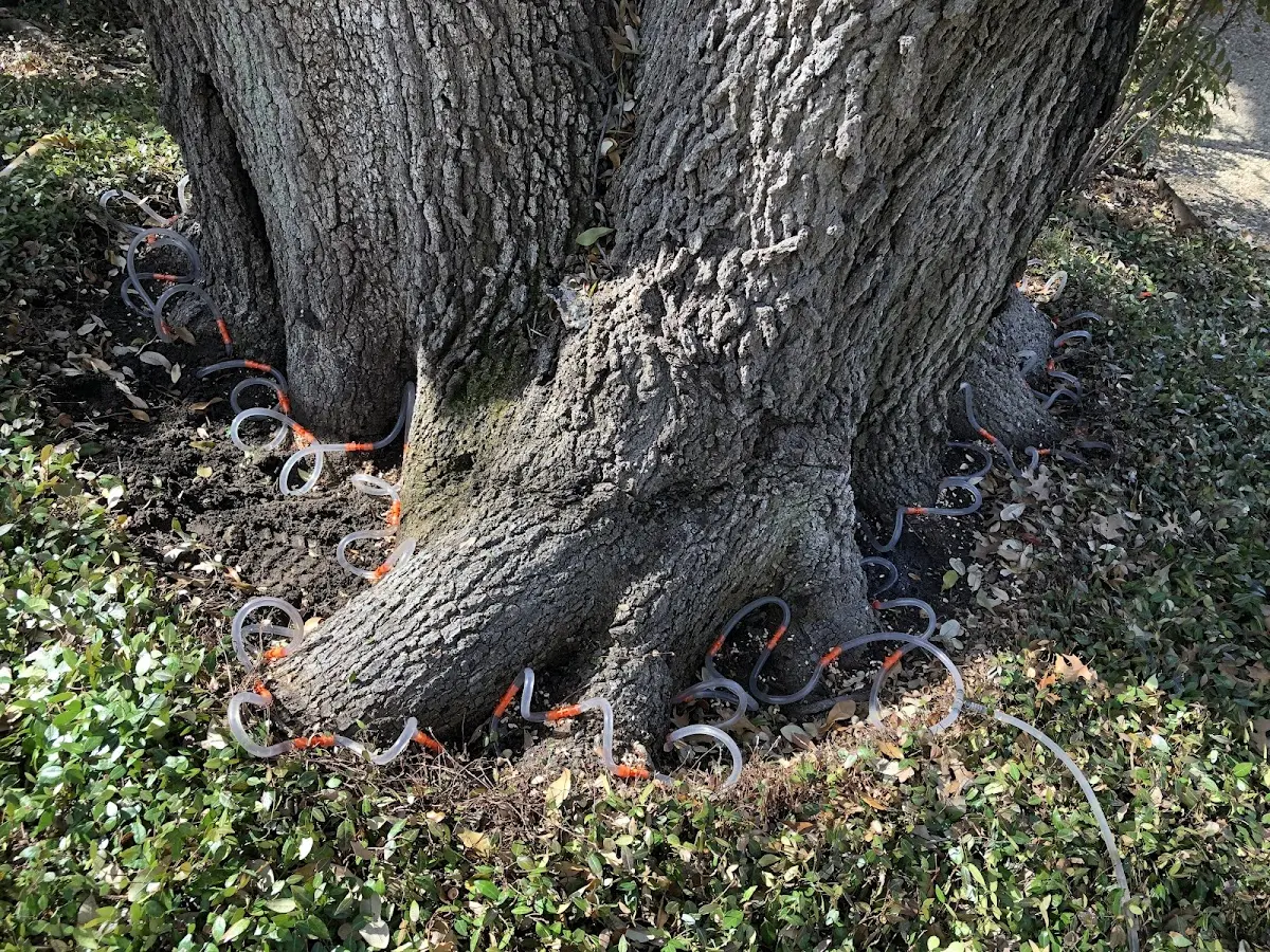 Detailed Tree Cabling and Bracing job site in Cadiz