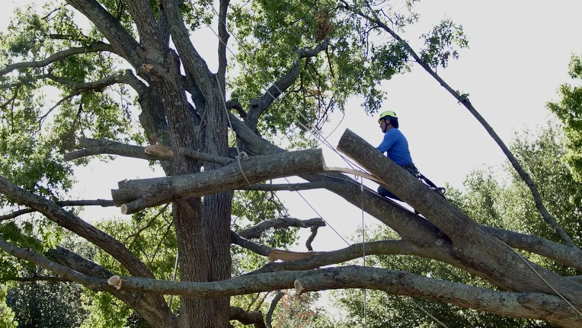 Professional Crown Thinning performed by certified arborists in Cadiz